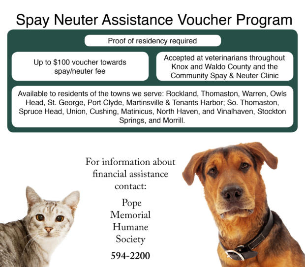 25 HQ Photos Cat Spay And Neuter Vouchers Mayor S Alliance Muffin S